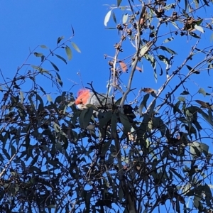 Callocephalon fimbriatum at Captains Flat, NSW - suppressed