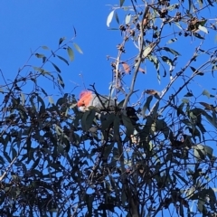 Callocephalon fimbriatum (Gang-gang Cockatoo) at Captains Flat, NSW - 9 Oct 2023 by Csteele4