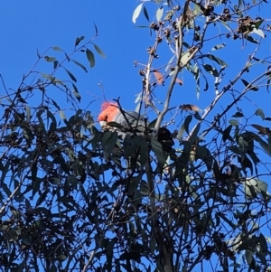 Callocephalon fimbriatum at Captains Flat, NSW - suppressed