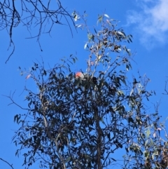 Callocephalon fimbriatum at Captains Flat, NSW - suppressed