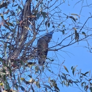 Callocephalon fimbriatum at Captains Flat, NSW - suppressed