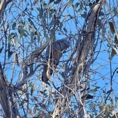 Callocephalon fimbriatum at Captains Flat, NSW - 9 Oct 2023