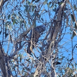 Callocephalon fimbriatum at Captains Flat, NSW - suppressed