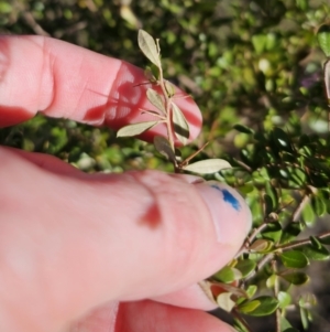 Bursaria spinosa subsp. lasiophylla at Captains Flat, NSW - 9 Oct 2023