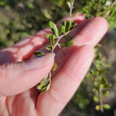 Bursaria spinosa subsp. lasiophylla at Captains Flat, NSW - 9 Oct 2023