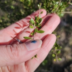 Bursaria spinosa subsp. lasiophylla at Captains Flat, NSW - 9 Oct 2023 04:37 PM