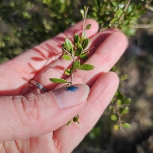 Bursaria spinosa subsp. lasiophylla at Captains Flat, NSW - 9 Oct 2023