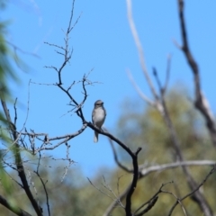 Microeca fascinans (Jacky Winter) at Longreach, QLD - 30 Jul 2023 by LyndalT