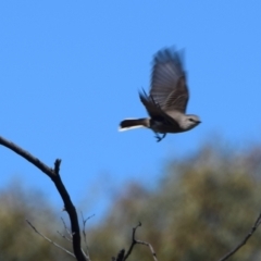 Microeca fascinans at Longreach, QLD - 30 Jul 2023