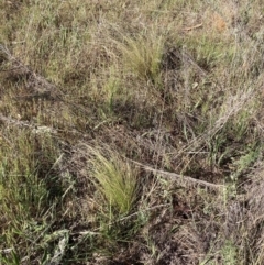 Nassella trichotoma (Serrated Tussock) at The Fair, Watson - 8 Oct 2023 by waltraud