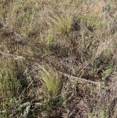 Nassella trichotoma (Serrated Tussock) at Watson, ACT - 9 Oct 2023 by waltraud