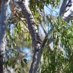 Geopelia placida (Peaceful Dove) at Longreach, QLD - 30 Jul 2023 by LyndalT