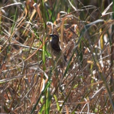 Aidemosyne modesta (Plum-headed Finch) at Longreach, QLD - 30 Jul 2023 by LyndalT