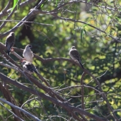 Emblema modesta at Longreach, QLD - 30 Jul 2023