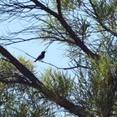 Sugomel nigrum (Black Honeyeater) at Opalton, QLD - 2 Aug 2023 by LyndalT