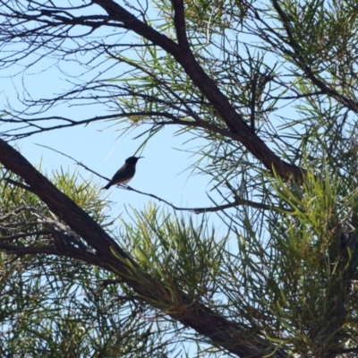 Sugomel nigrum (Black Honeyeater) at Opalton, QLD - 2 Aug 2023 by LyndalT