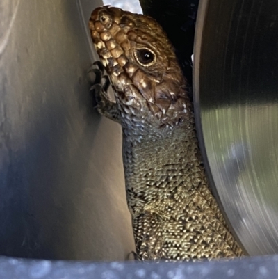 Egernia cunninghami (Cunningham's Skink) at Molonglo Valley, ACT - 9 Oct 2023 by SteveBorkowskis