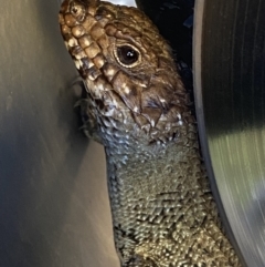 Egernia cunninghami at Molonglo Valley, ACT - 9 Oct 2023