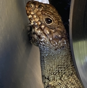 Egernia cunninghami at Molonglo Valley, ACT - 9 Oct 2023 03:21 PM