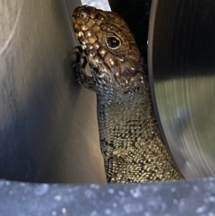 Egernia cunninghami at Molonglo Valley, ACT - 9 Oct 2023 03:21 PM