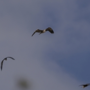 Ardea pacifica at Bega, NSW - 2 Oct 2023