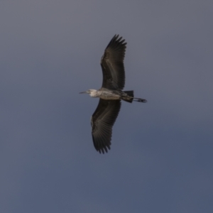 Ardea pacifica at Bega, NSW - 2 Oct 2023 11:23 AM