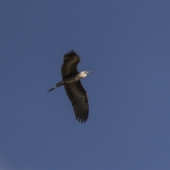 Ardea pacifica at Bega, NSW - 2 Oct 2023