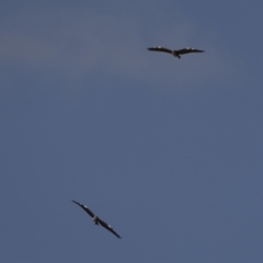 Ardea pacifica at Bega, NSW - 2 Oct 2023