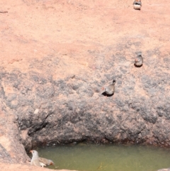 Taeniopygia guttata (Zebra Finch) at Stonehenge, QLD - 29 Jul 2023 by LyndalT