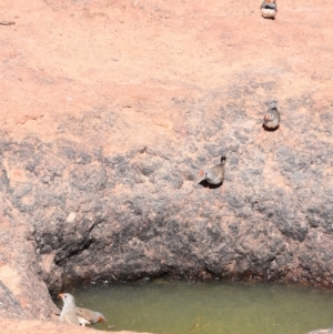 Taeniopygia guttata at Stonehenge, QLD - 29 Jul 2023