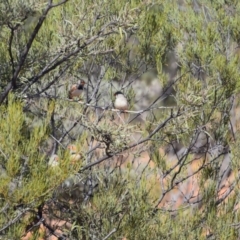 Taeniopygia guttata at Stonehenge, QLD - 29 Jul 2023 11:22 AM