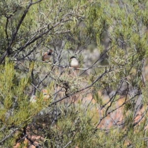 Taeniopygia guttata at Stonehenge, QLD - 29 Jul 2023