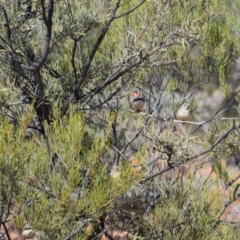 Taeniopygia guttata at Stonehenge, QLD - 29 Jul 2023 11:22 AM