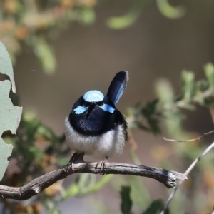 Malurus cyaneus at Majura, ACT - 8 Oct 2023 03:19 PM