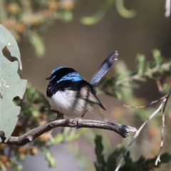 Malurus cyaneus at Majura, ACT - 8 Oct 2023