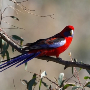 Platycercus elegans at Majura, ACT - 8 Oct 2023