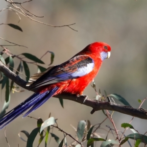 Platycercus elegans at Majura, ACT - 8 Oct 2023