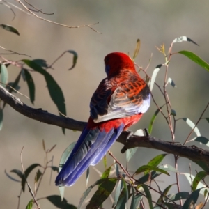 Platycercus elegans at Majura, ACT - 8 Oct 2023