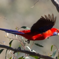 Platycercus elegans at Majura, ACT - 8 Oct 2023