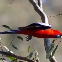 Platycercus elegans at Majura, ACT - 8 Oct 2023