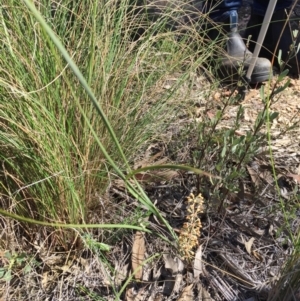 Lomandra multiflora at Stromlo, ACT - 7 Oct 2023