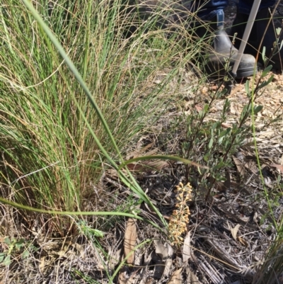 Lomandra multiflora (Many-flowered Matrush) at Piney Ridge - 6 Oct 2023 by dwise