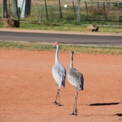 Grus rubicunda (Brolga) at Longreach, QLD - 29 Jul 2023 by LyndalT