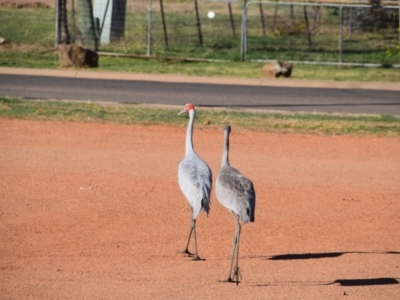 Grus rubicunda (Brolga) at Longreach, QLD - 29 Jul 2023 by LyndalT