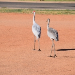 Grus rubicunda at Longreach, QLD - 29 Jul 2023