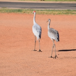 Grus rubicunda at Longreach, QLD - 29 Jul 2023