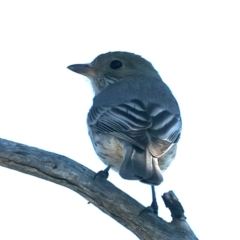 Pachycephala rufiventris (Rufous Whistler) at Mount Ainslie - 8 Oct 2023 by jb2602