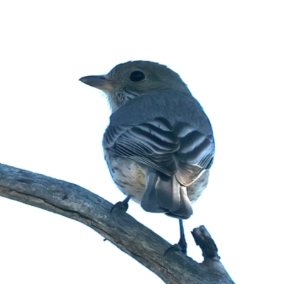 Pachycephala rufiventris (Rufous Whistler) at Majura, ACT - 8 Oct 2023 by jb2602