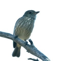 Pachycephala rufiventris at Majura, ACT - 8 Oct 2023