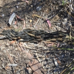 Perga sp. (genus) (Sawfly or Spitfire) at Stromlo, ACT - 7 Oct 2023 by dwise